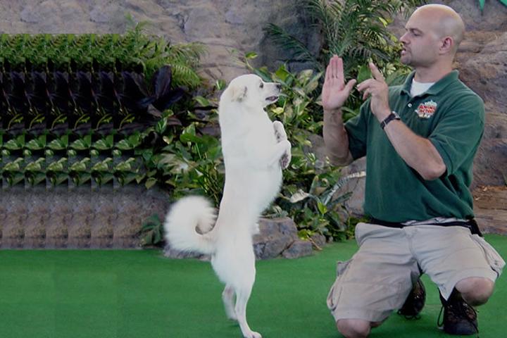 Directory Of Dog Trainers In Winter Garden Fl Bringfido