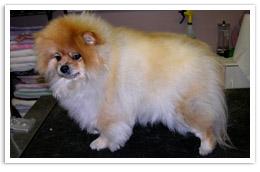 clearview cat and dog hospital