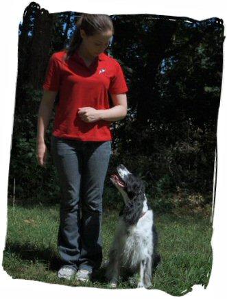 Directory Of Dog Trainers In Massachusetts Bringfido