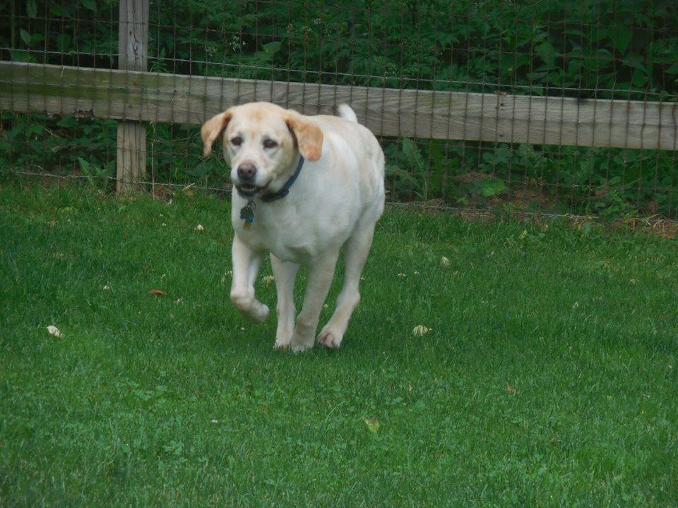 Pet Friendly Janry Pet Resort