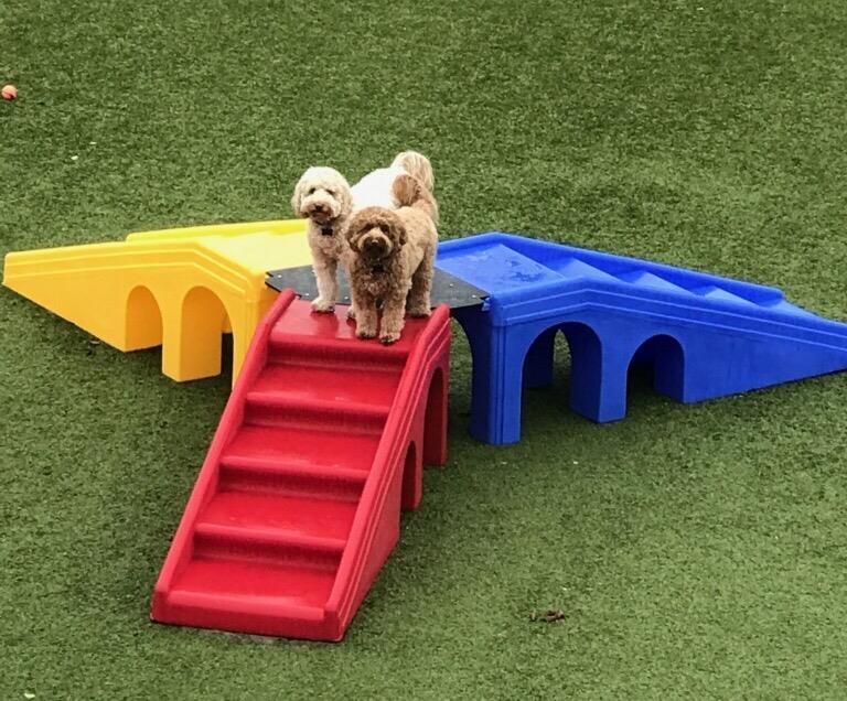 Doggie daycare of store fayette