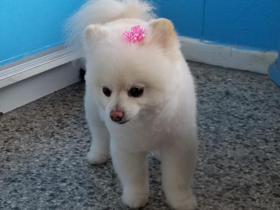 Shear Magic Pet Grooming