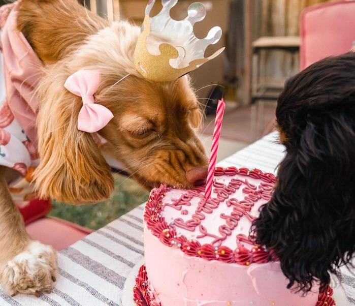 Pet Friendly Dela's Doggy Desserts, Pet Boutique & Event Space
