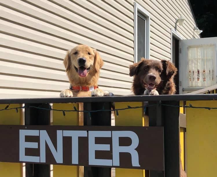 Chubby puppy sale daycare