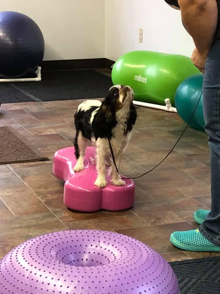 Pet Friendly Chubby Puppy Daycare & Training