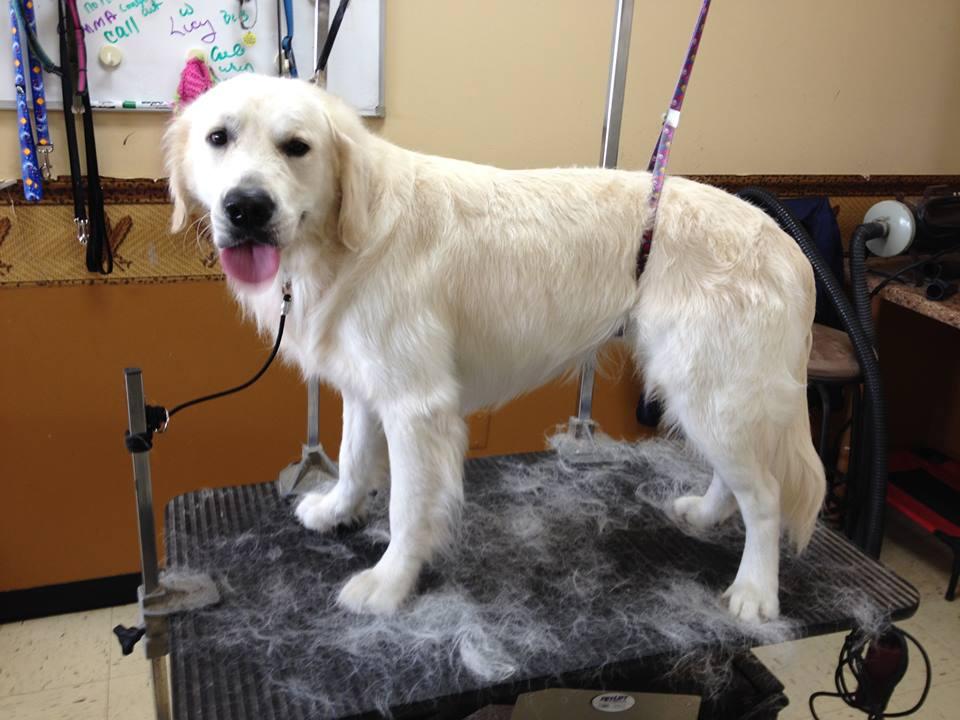 Directory of Dog Grooming in Michigan BringFido