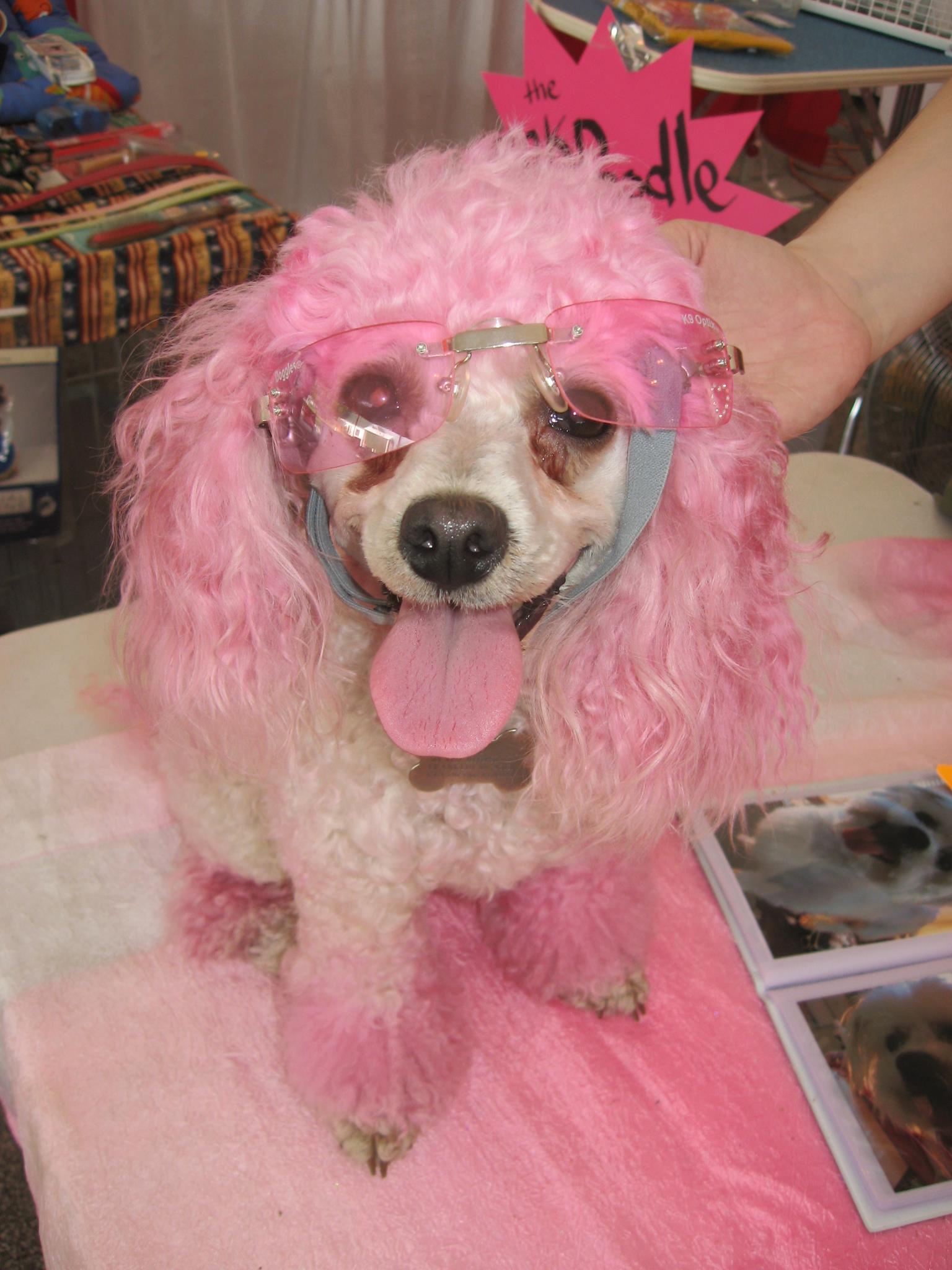 Pet Friendly Pink Poodle Custom Dog Salon
