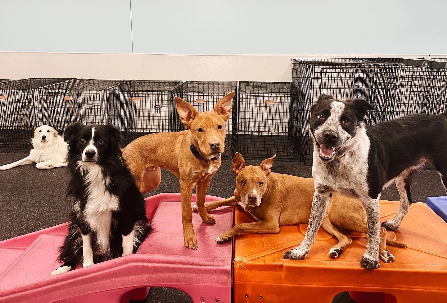 Pet Friendly Dogtopia of Westminster-Broomfield