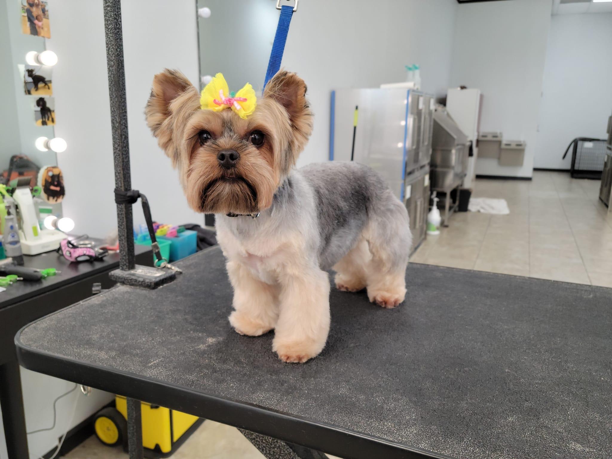 Pet Friendly Vanity Fur Pet Spa & Grooming, LLC