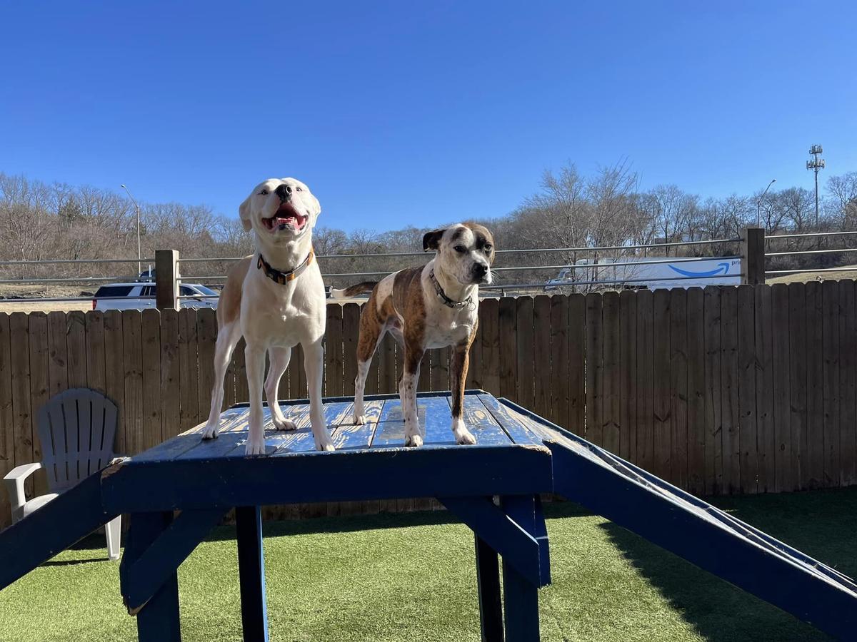 Directory of Doggie Daycare Boarding in Springfield TN BringFido