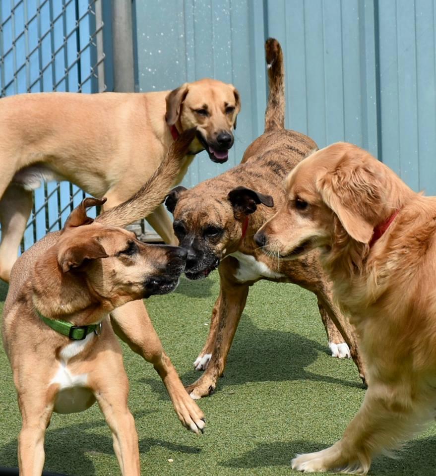 Folsom dog resort boarding prices store