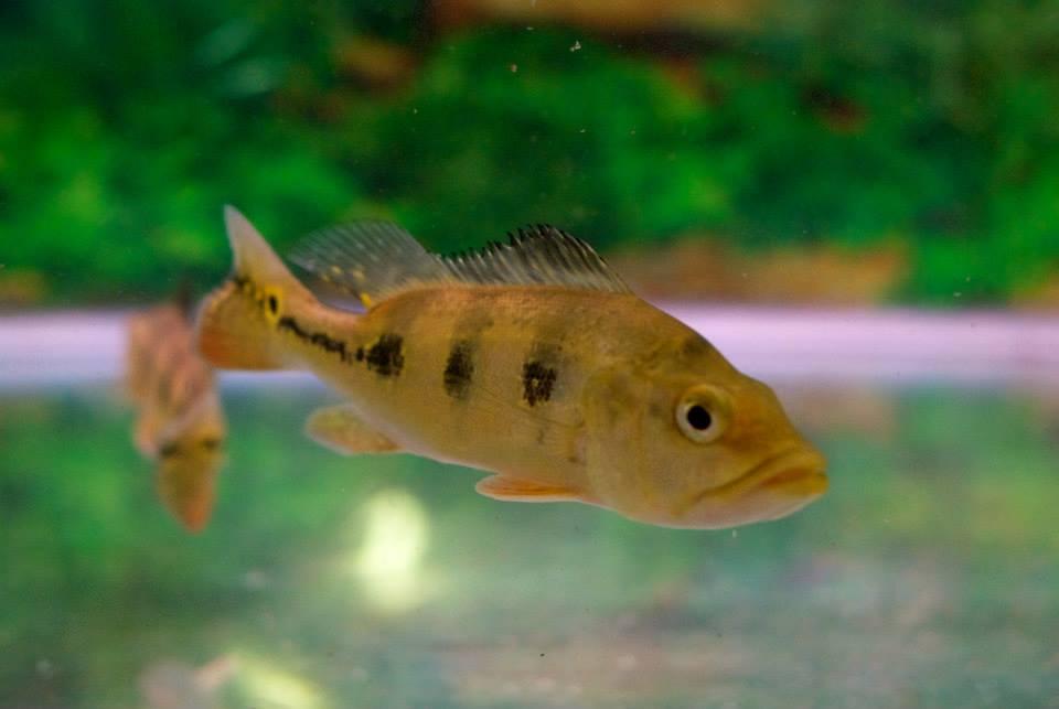 Pet zone tropical shop fish
