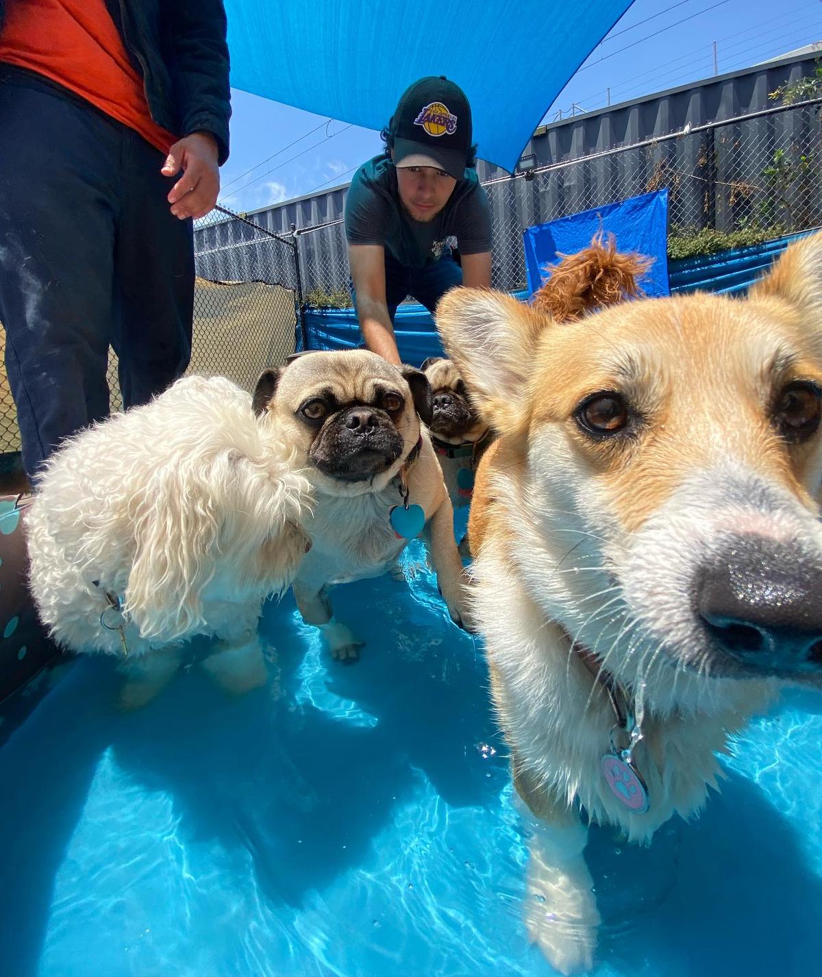 Lax 2025 dog boarding
