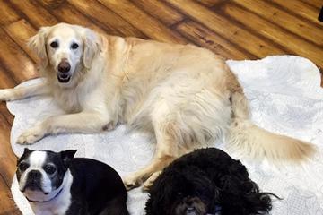 McAteer Animal Hospital McAteer Animal Hospital