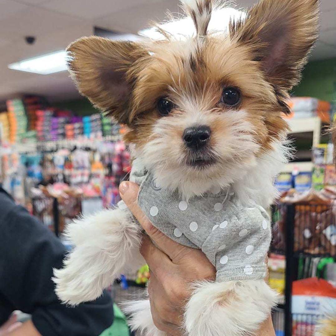 Pet Friendly Pet Supplies Plus Lehi