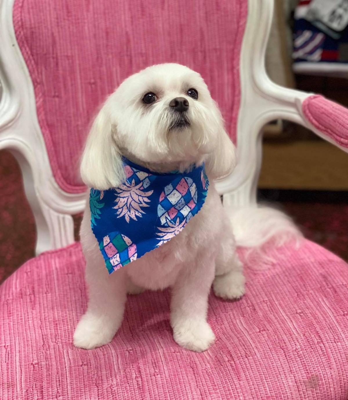 Woof Gang Bakery & Grooming Windermere