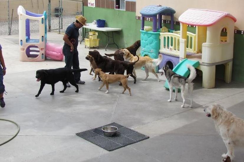 Directory of Pet Businesses in Cabo San Lucas, MX BringFido Directory of Pet Businesses in Cabo San Lucas, MX BringFido