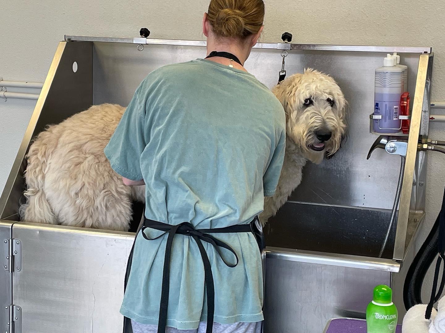 Pet Friendly U Do Dog Wash