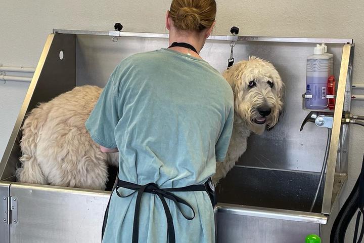Pet Friendly U Do Dog Wash