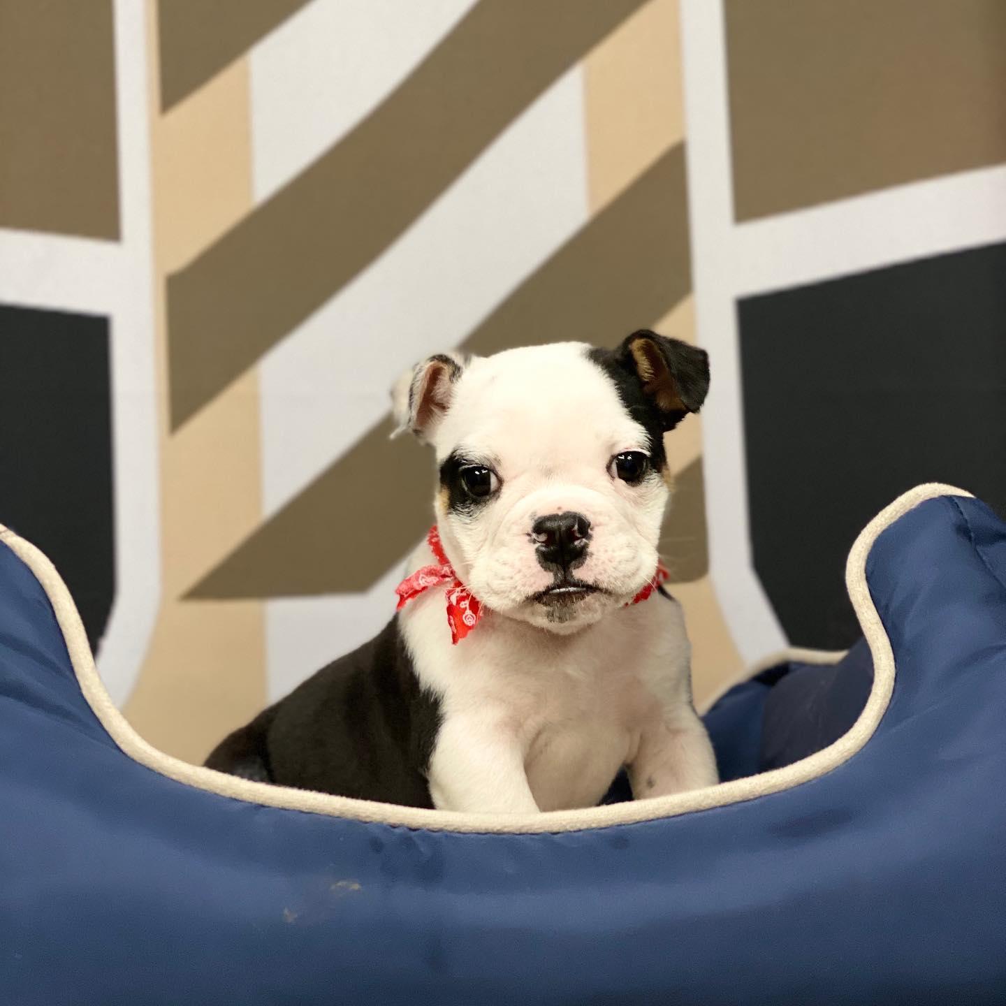 Pet Friendly My Puppy Parlor