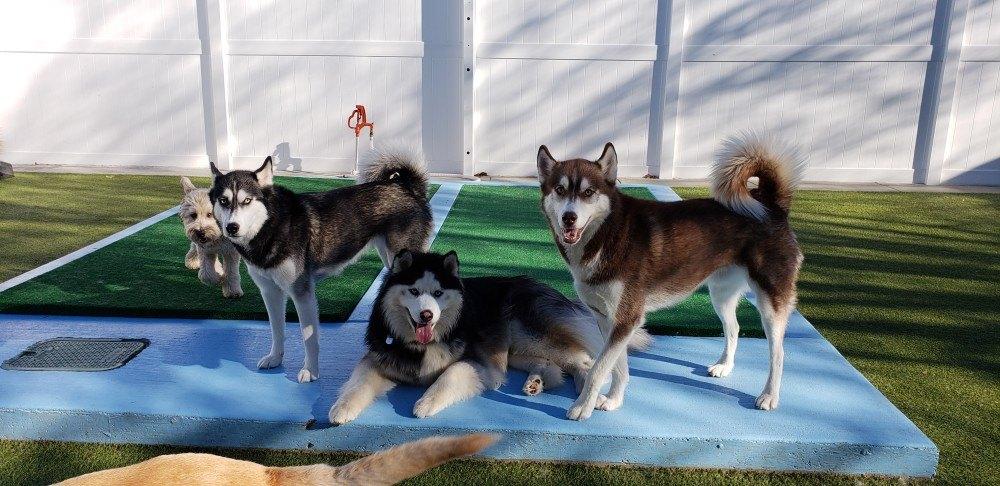 Husky boarding near 2025 me