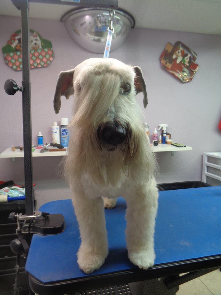 Happy paws best sale llc