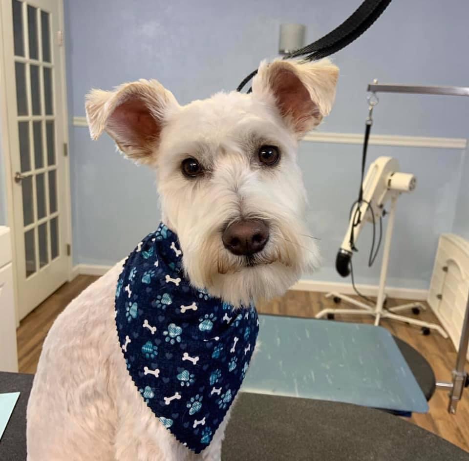 Republic of 2025 paws salon