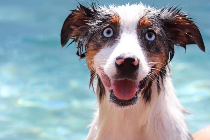Pet Friendly Dip'n Dogs Canine Hydrotherapy