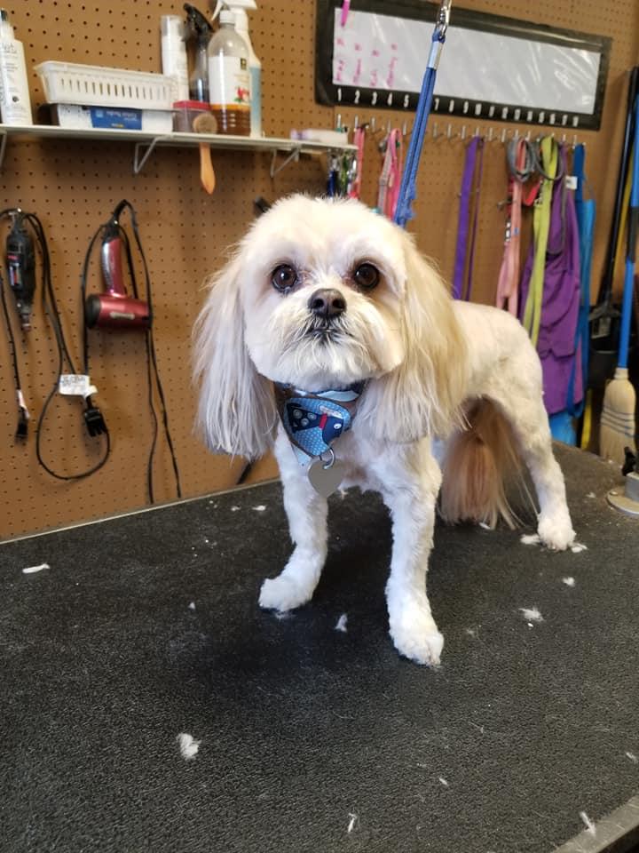 Pet Friendly Clips & Cuddles