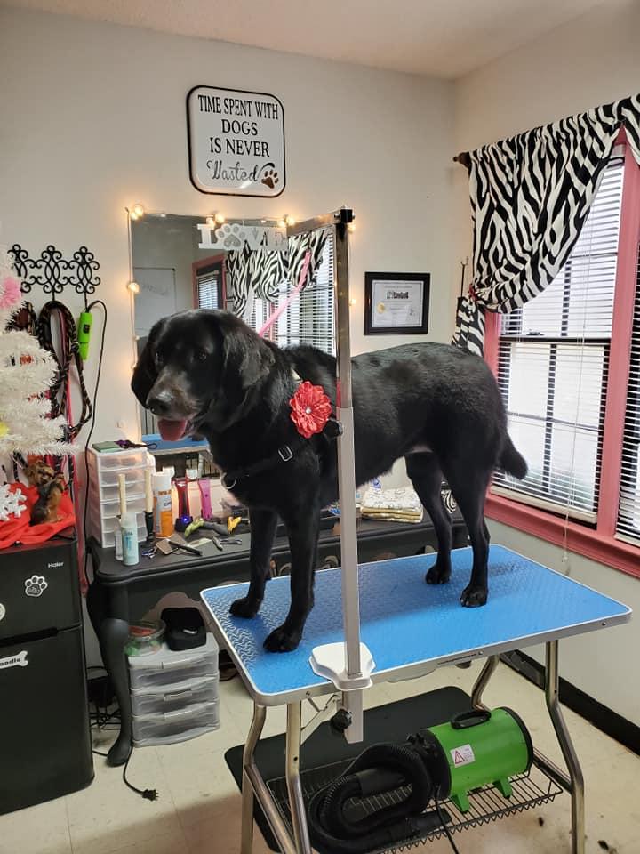 Sophisticuts 2024 dog grooming