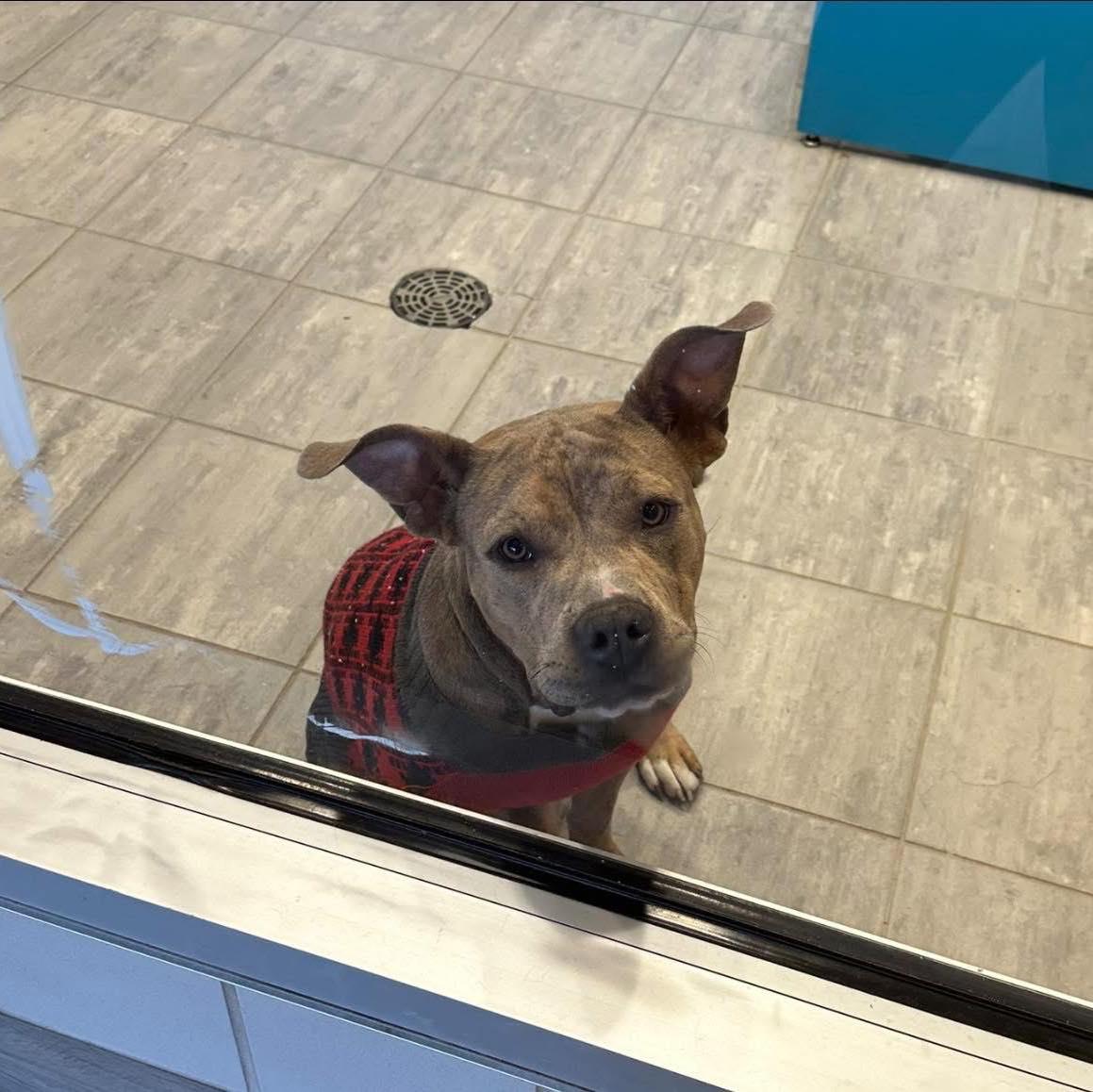 Pet Friendly Grand Prairie Animal Services