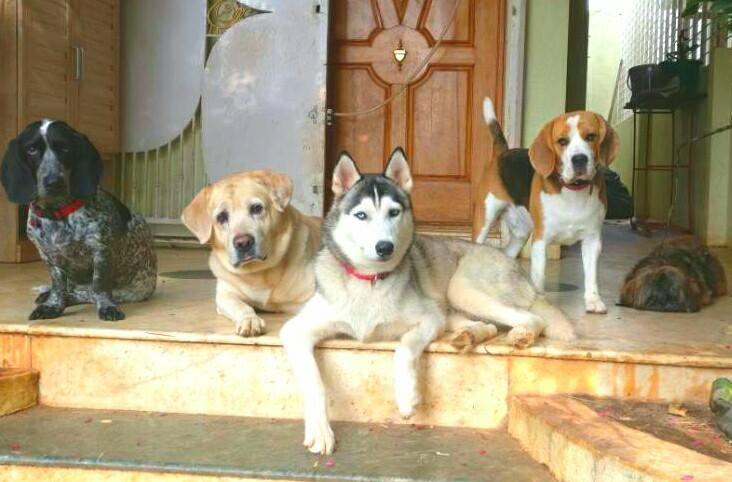 Homestay for sale dogs near me