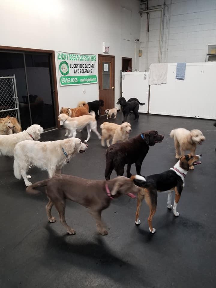 Lucky clearance dog daycare