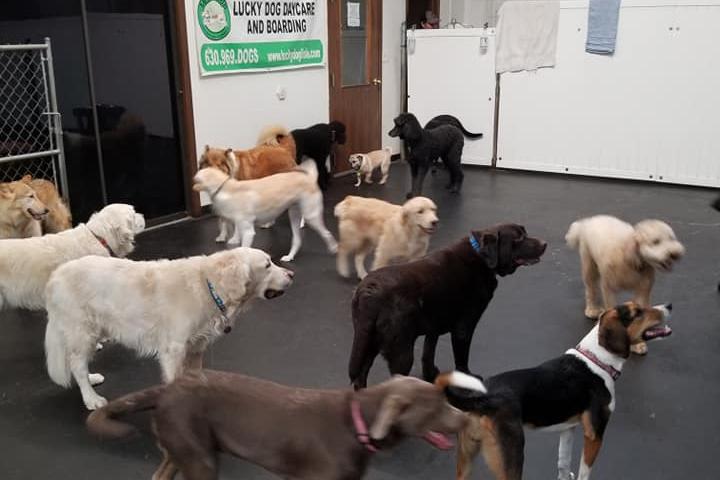 Pet Friendly Lucky Dog Daycare and Boarding