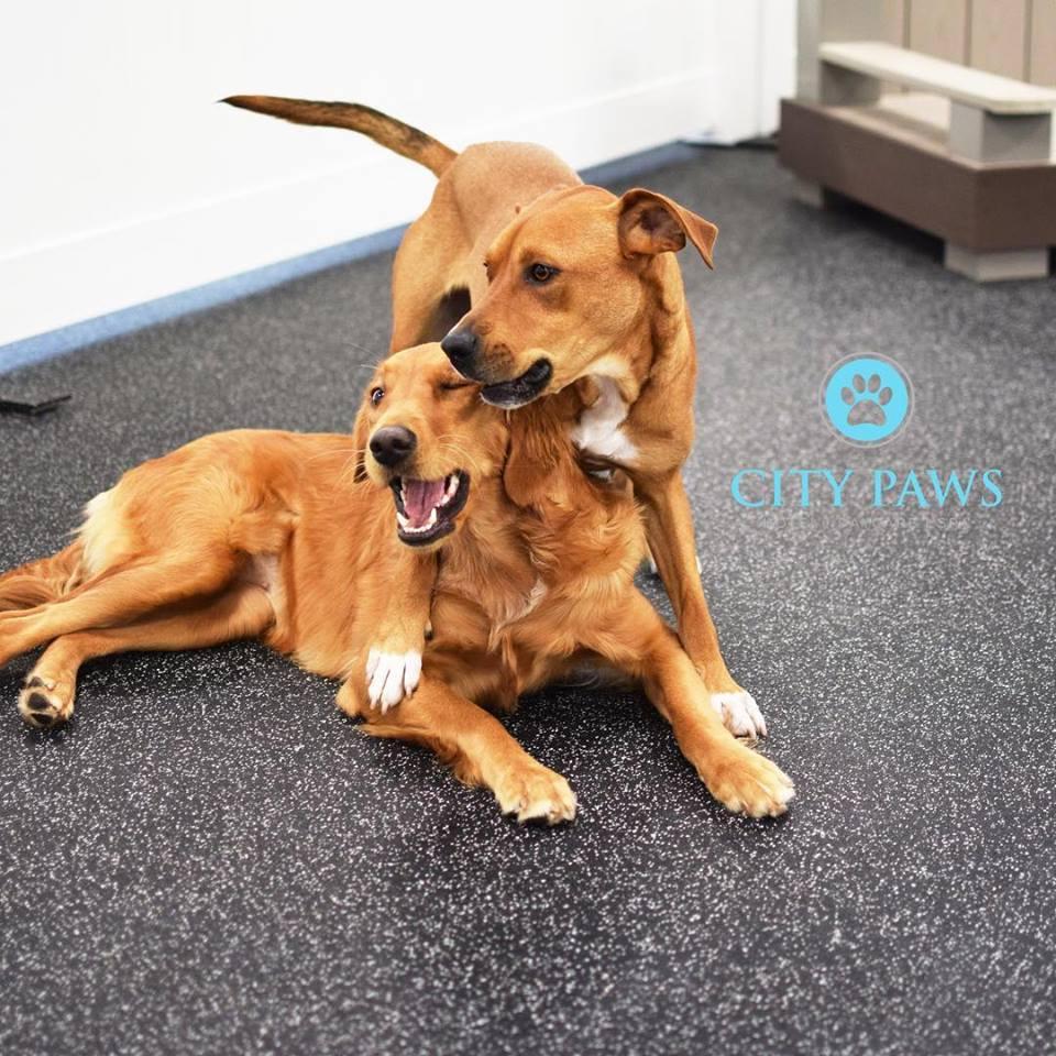 City paws hot sale pet club