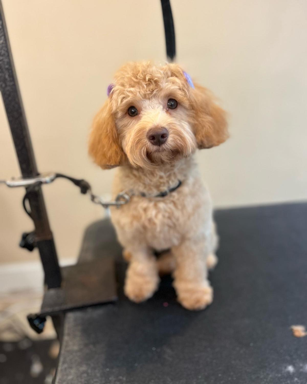 Hot dogs grooming hot sale and day spa