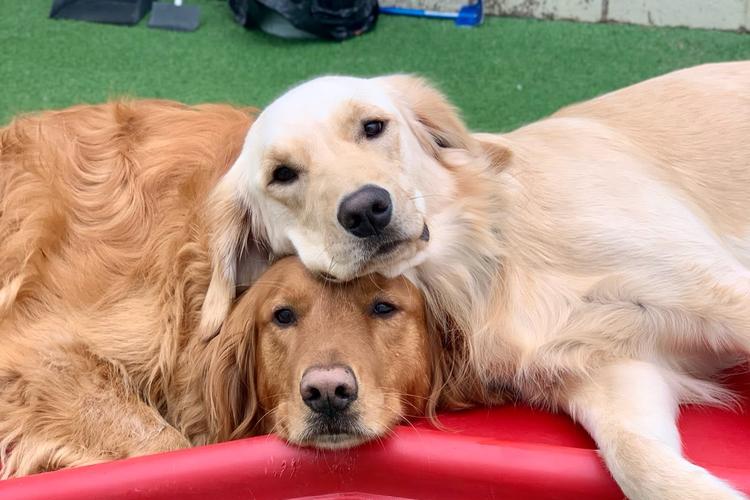 Camp Bow Wow Brentwood