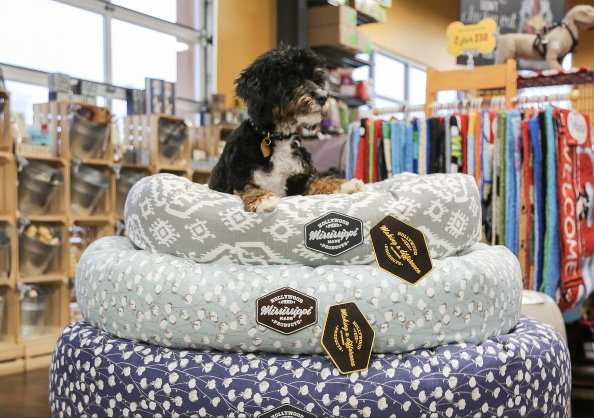 Hollywood feed shop dog bed