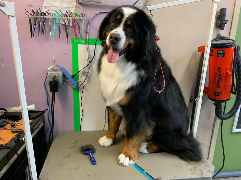 Mountain mobile pet grooming sales