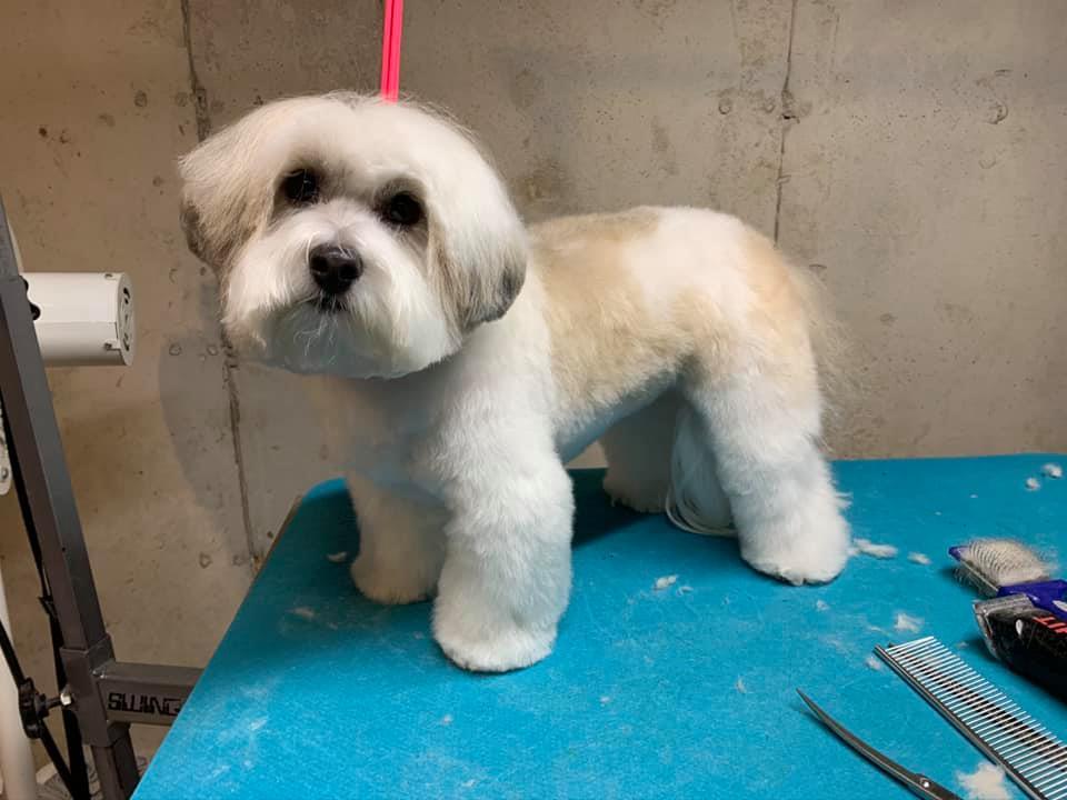 Golden paws spa and grooming 2025
