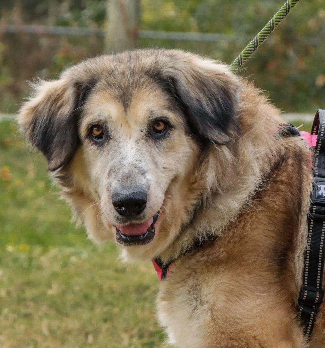 Big fluffy dog shop rescue adoption fee