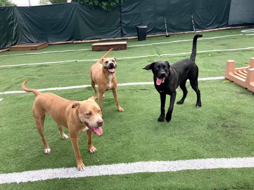 Directory of Doggie Daycare Boarding in Massachusetts BringFido