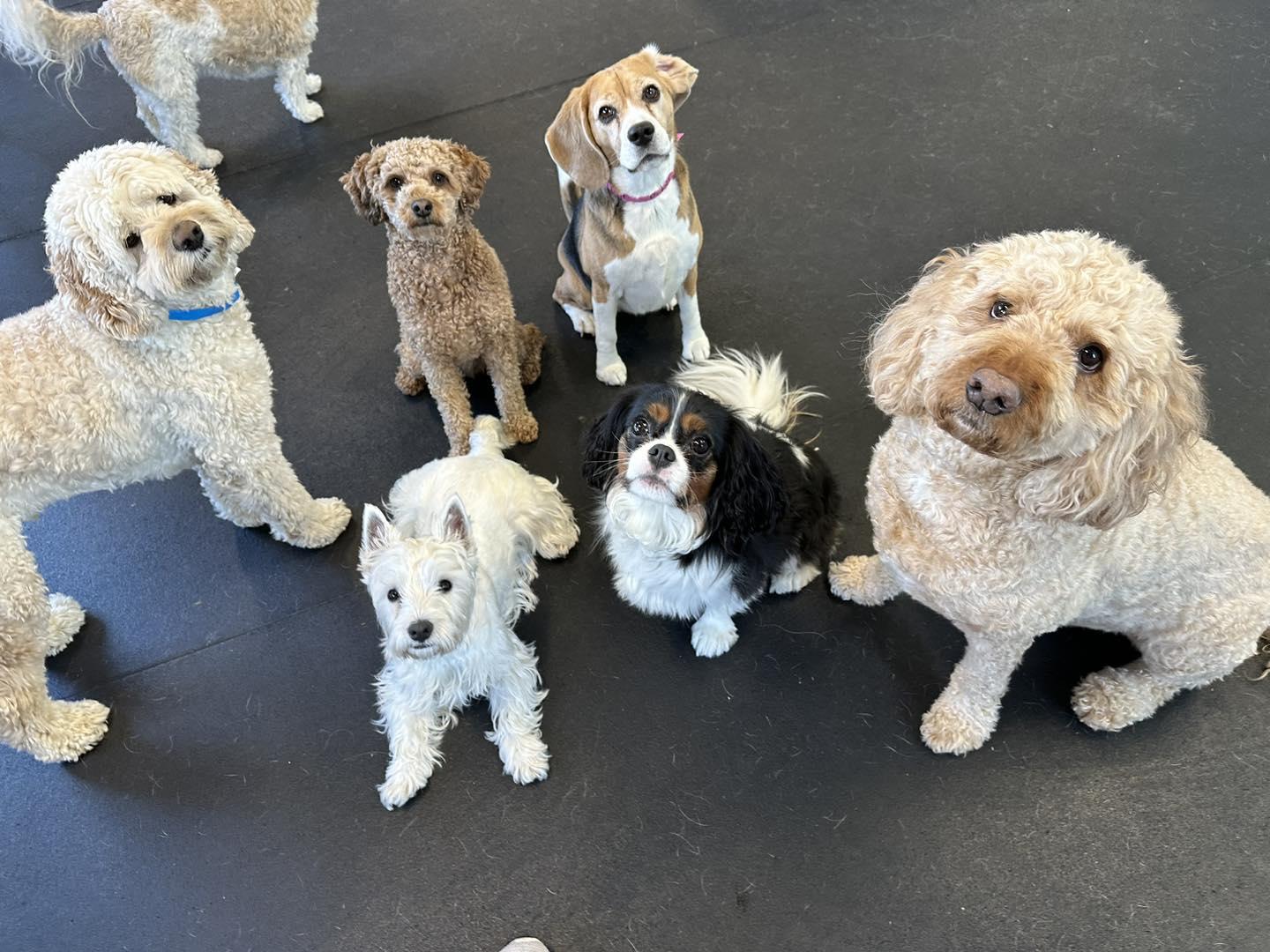 Pet Friendly Wags Doggie Daycamp & Boarding