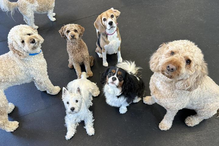 Pet Friendly Wags Doggie Daycamp & Boarding