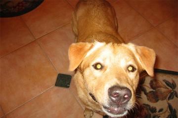Loving Touch Pet Sitting Service Loving Touch Pet Sitting Service