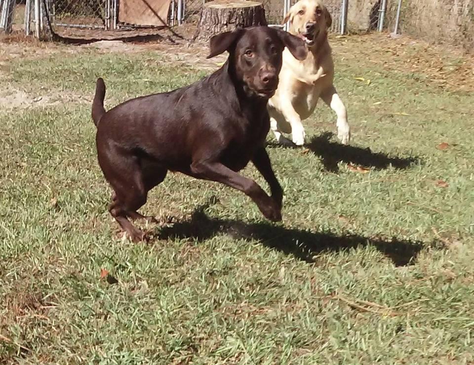 Crystal sales springs kennels