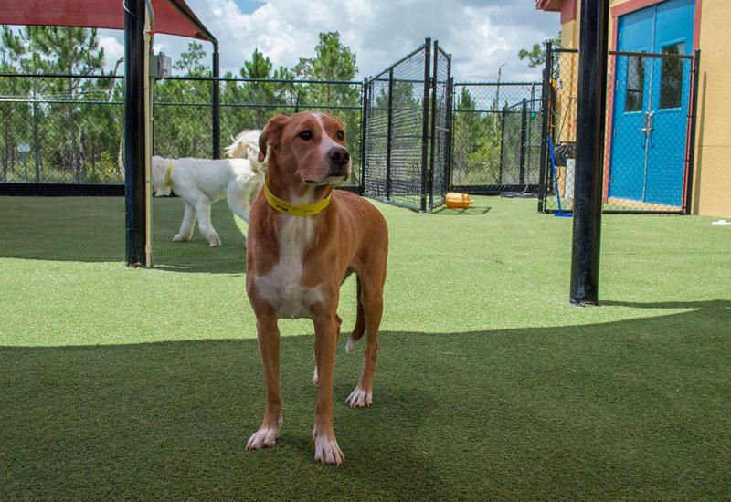 All American Pet Resorts