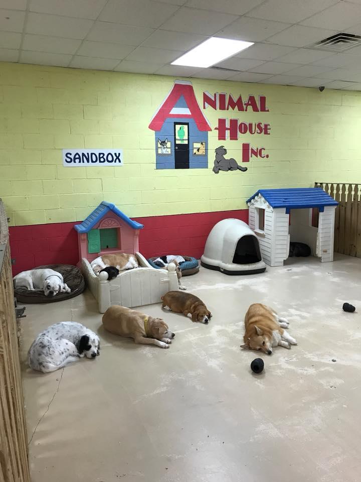 Pet Friendly The Animal House