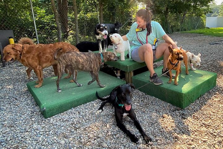 Pet Friendly WagTime Dog Daycare & Boarding