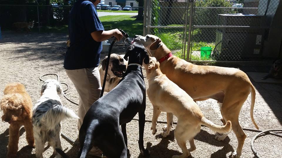 Best Friends Pet Care, Inc.